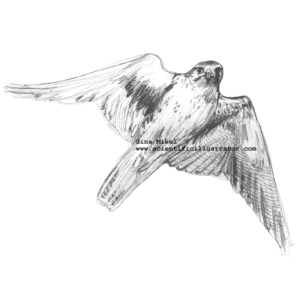 Prairie Falcon in Flight