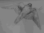 prairie falcon