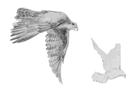 prairie falcon