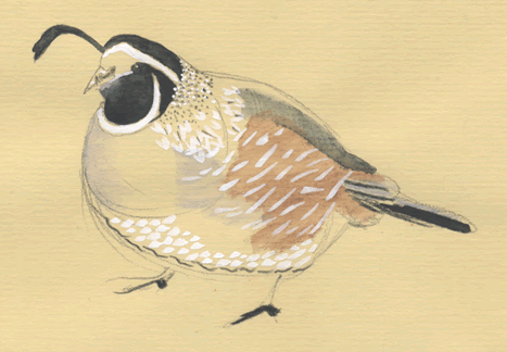 quail