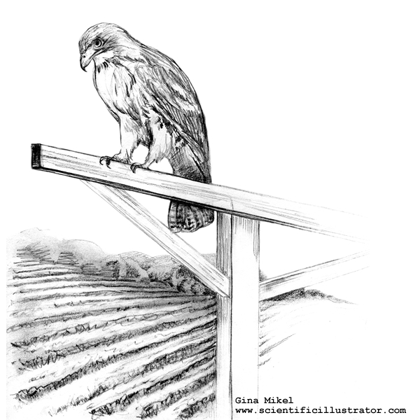 Red-Tailed Hawk