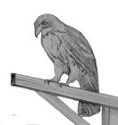 red-tailed hawk