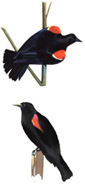 Red Winged Blackbirds