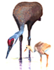 cranes, watercolor