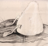 sktech of swan feet
