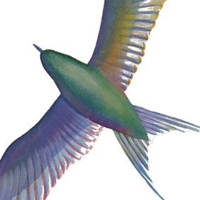 Tern