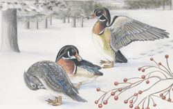 ducks in lake