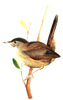marsh wren, watercolor