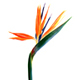 bird of paradise