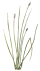 bullrush illustration