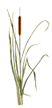cattail illustration