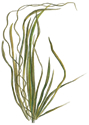 eelgrass illustration