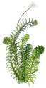 elodea illustration