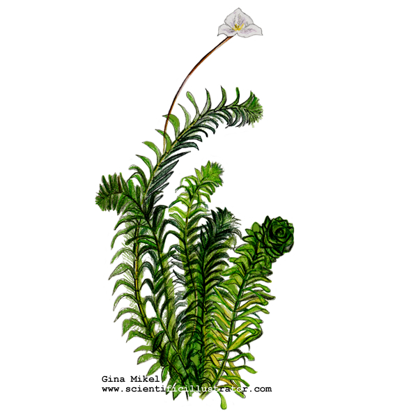 elodea