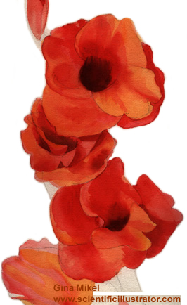 gladiolas