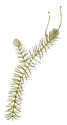 hydrilla illustration