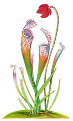 pitcher plant