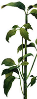 Plant Watercolor