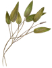 pondweed illustration