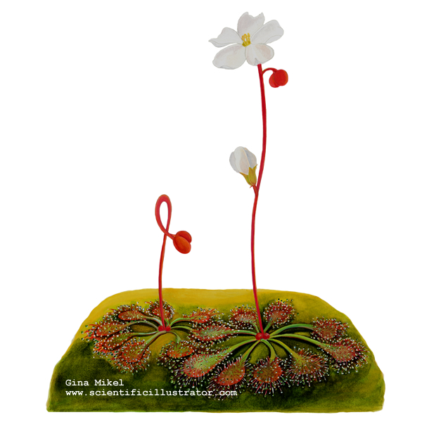 Dwarf Sundew