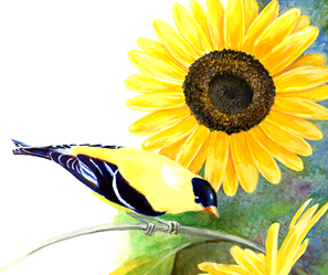 Goldfinch