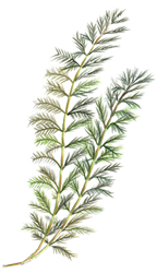 water milfoil
