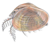 clam shrimp