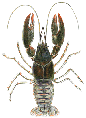 crayfish