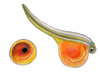 egg sac and fry