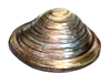 fingernail clam