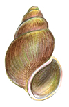 gilled snail shell