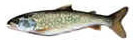 Lean Lake Trout