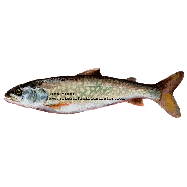 lean lake trout