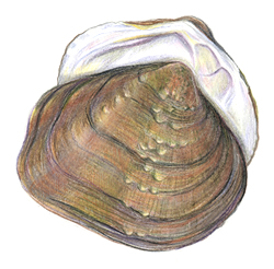 Mussel