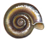orb snail