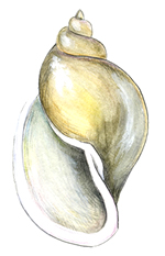 Pouch Snail