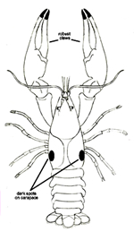 rusty crayfish, labeled