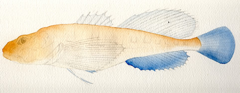 Deepwater Sculpin