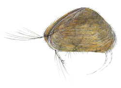 Sed Shrimp