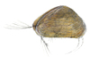 seed shrimp