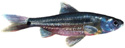 spottail shiner, watercolor