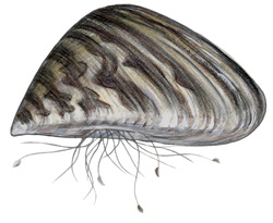 Zebra Mussel
