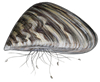 zebra mussel