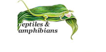 reptile and amphibian illustrations