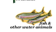 fish illustrations