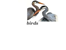 bird illustrations