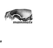 wildlife illustrations
