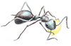 ants