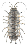aquatic sowbug