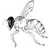 bee